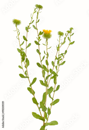 Grindelia squarrosa, also known as a curly-top gumweed or curlycup gumweed. photo