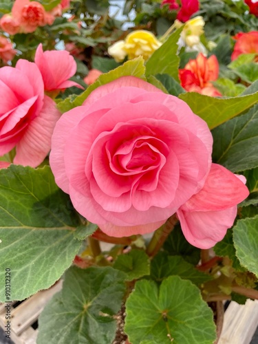 Tuberous begonia in garden