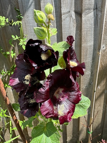 Alcea Rosa nigra hollyhock  photo