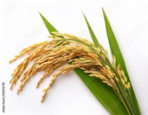  Close-up rice ear with leaf isolated on white background