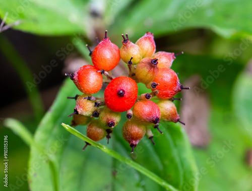 Closeup of bunchberry dogwood fruit  photo