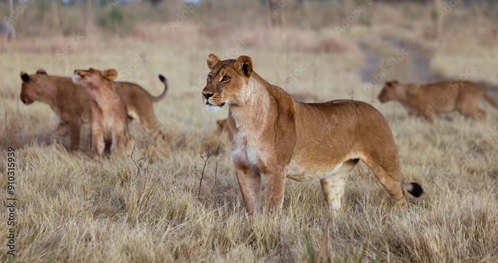 Lioness staring into the African bush with young cubs in the background Lioness staring into the African bush with young cubs in the background