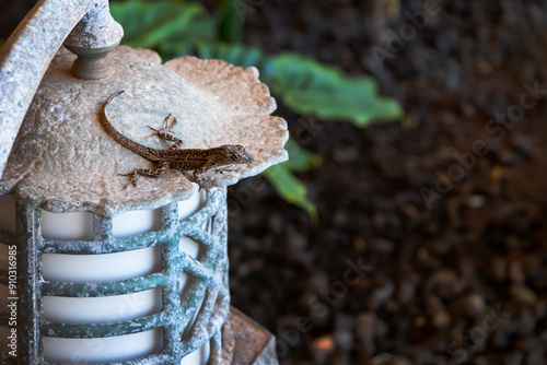 Lizard on light