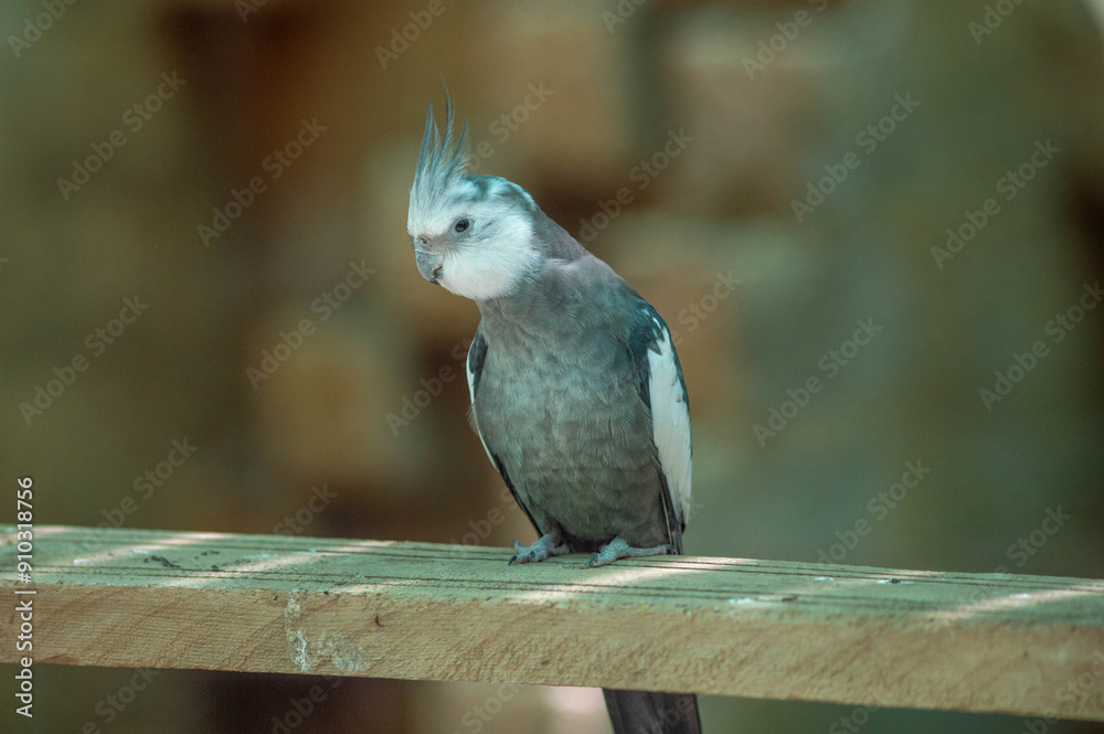 Fototapeta premium Green amazon bird