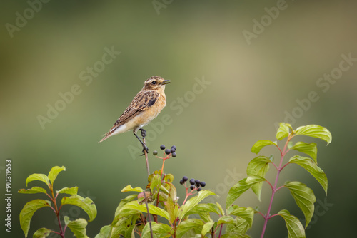 A female common whinchat sits atop the green bush perpendicular to the camera lens on a cloudy summer day with a green background. 