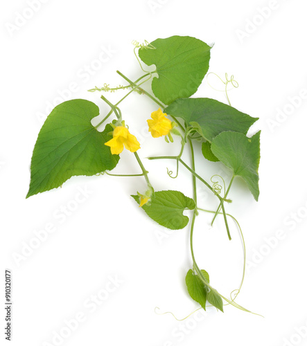 Thladiantha dubia, the Manchu tubergourd, goldencreeper, wild potato, or thladianthe douteuse. photo