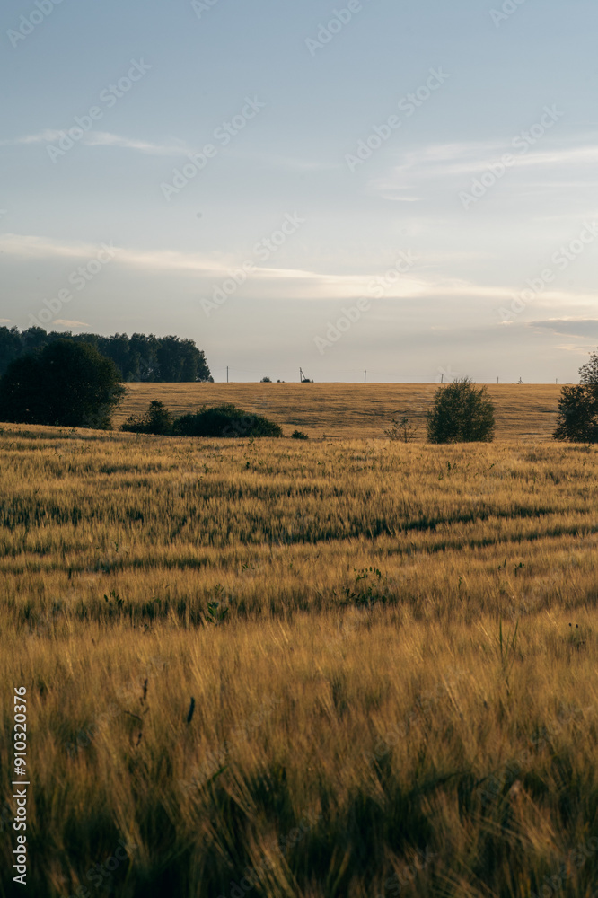Fototapeta premium Sunset on a gold wheat field, clear blue sky. Beautiful pastoral landscape. 