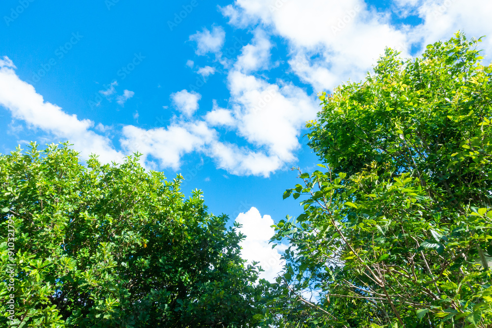 Tree branch on blue sky background ,Summer background concept,home garden in vacation time. Tree branch on blue sky background ,Summer background concept,home garden in vacation time.