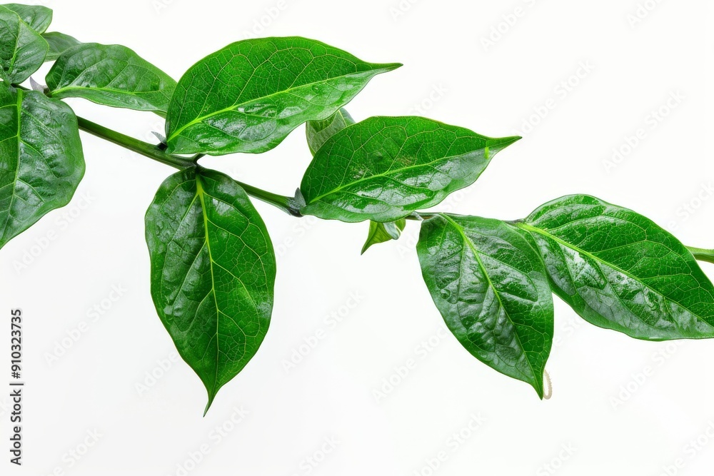 Close-up of a tree branch with young green leaves, blurred background. Spring foliage, macro photography.. Beautiful simple AI generated image in 4K, unique. Close-up of a tree branch with young green leaves, blurred background. Spring foliage, macro photography.. Beautiful simple AI generated image in 4K, unique.