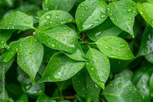 Close-up of fresh spring green leaves Hovenia dulcis, known as Japanese or Oriental Raisin tree. Beautiful simple AI generated image in 4K, unique.