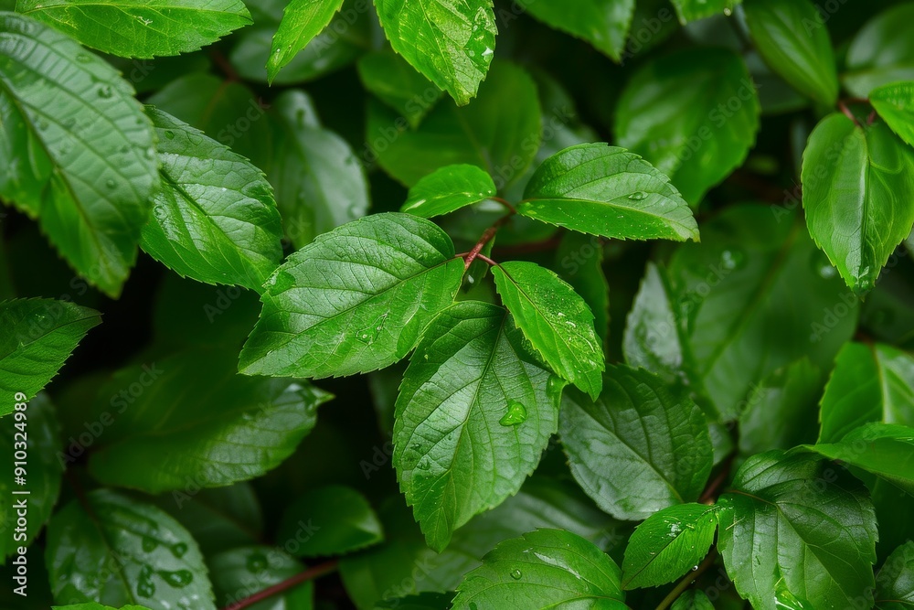 Fresh green lime leaves in springtime, selective focus with bokeh background - Tilia . Beautiful simple AI generated image in 4K, unique. Fresh green lime leaves in springtime, selective focus with bokeh background - Tilia . Beautiful simple AI generated image in 4K, unique.