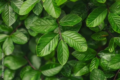 Close-up of raindrops on leaves. . Beautiful simple AI generated image in 4K, unique.