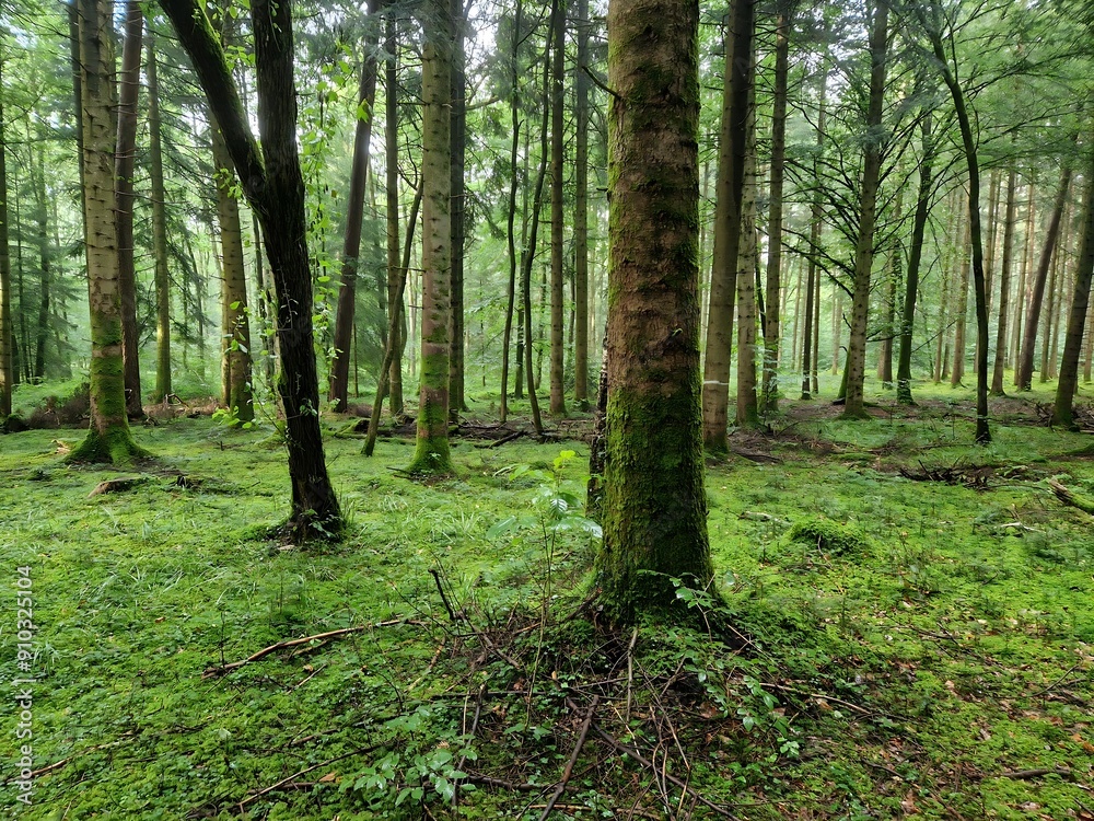 Fototapeta premium German Forest