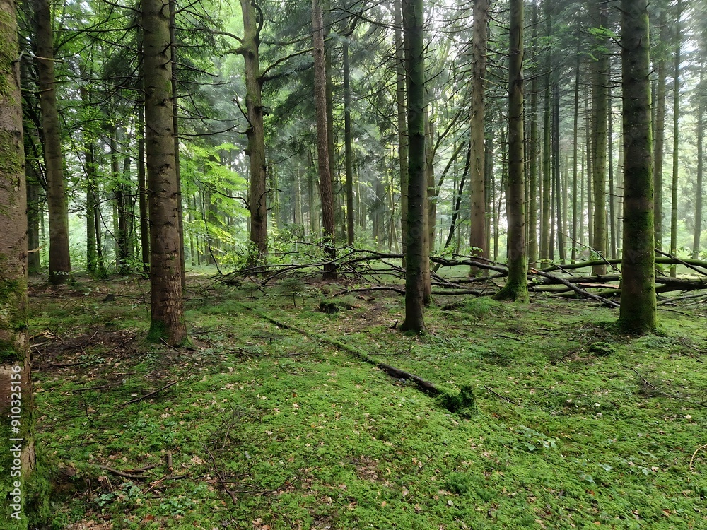 Obraz premium German Forest