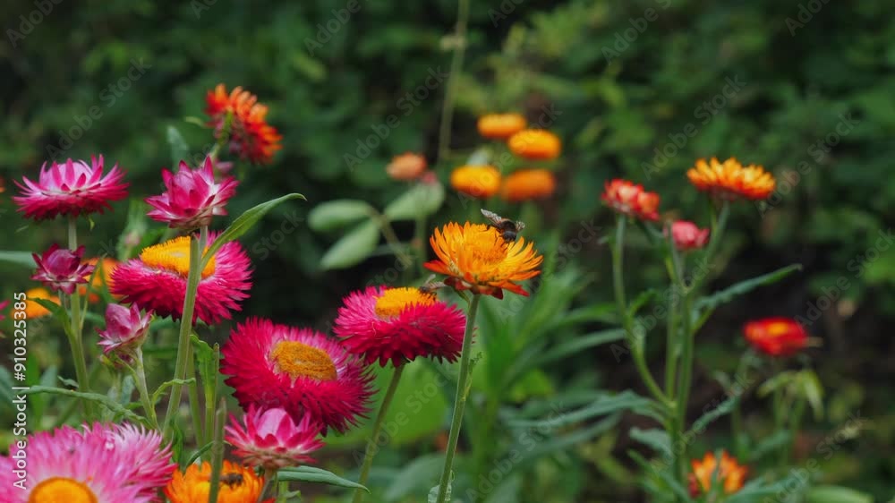 Colorful meadow flowers in full bloom with vibrant pink, orange, and red hues and busy bee pollinating, Symbolizing Nature's Beauty and Biodiversity. Colorful meadow flowers in full bloom with vibrant pink, orange, and red hues and busy bee pollinating, Symbolizing Nature's Beauty and Biodiversity.