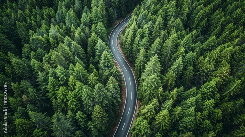 Winding Road Through Dense Forest.