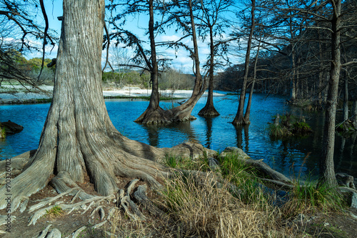 Image of bald cypress trees in Frio  river. Slender trunks, leafless, reaching towards sky in Garner State Park, Texas, USA