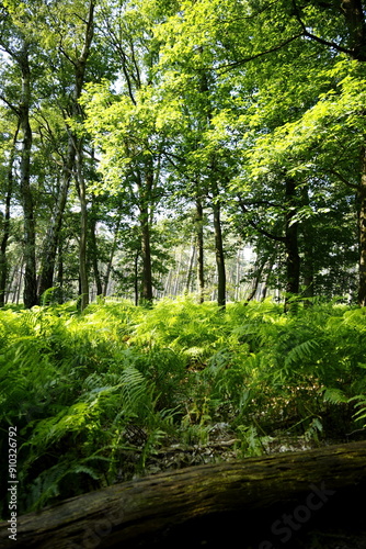 green forest in the morning