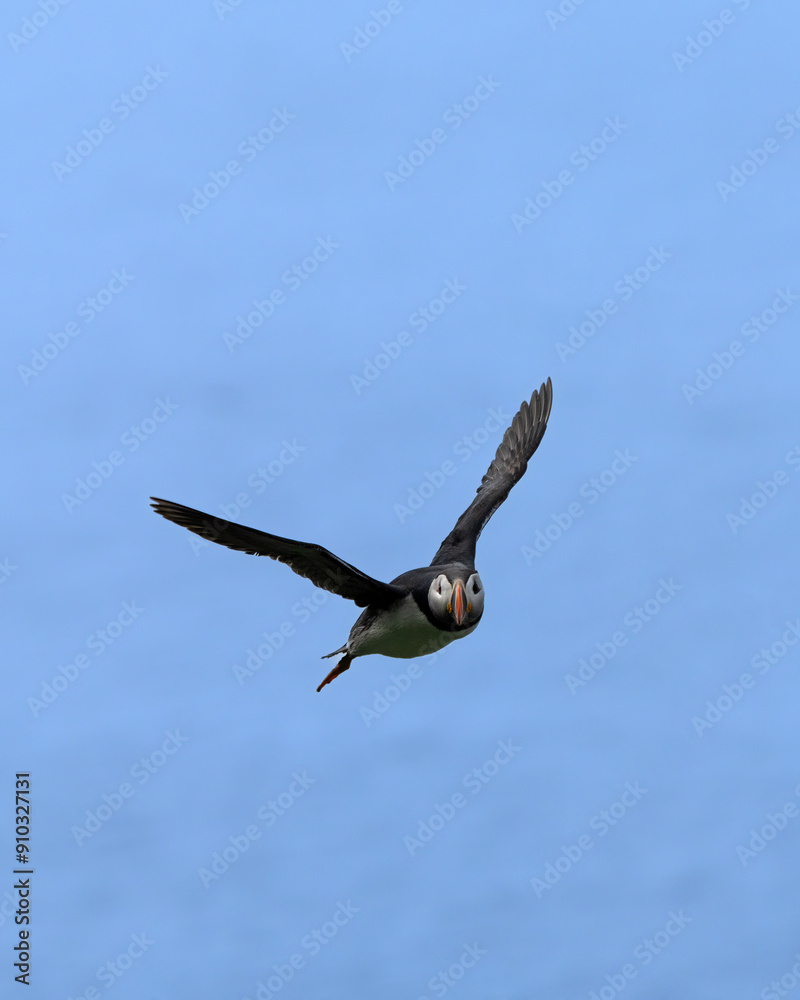Atlantic puffin (Fratercula arctica) in Hornøya, uninhabited island in Vardø Municipality in Finnmark county, Norway Atlantic puffin (Fratercula arctica) in Hornøya, uninhabited island in Vardø Municipality in Finnmark county, Norway