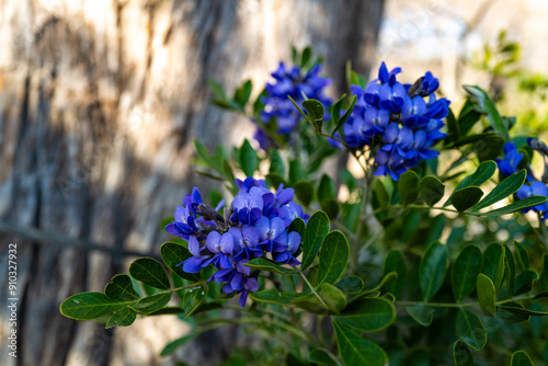 Sophora secundiflora - tree branch with purple flowers, Garner State Park