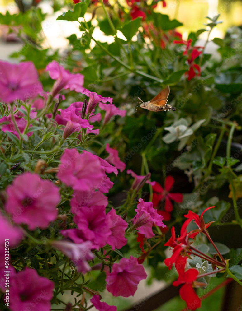 Polski koliber - Fruczak gołąbek spija nektar z kwiatów balkonowych - petunii