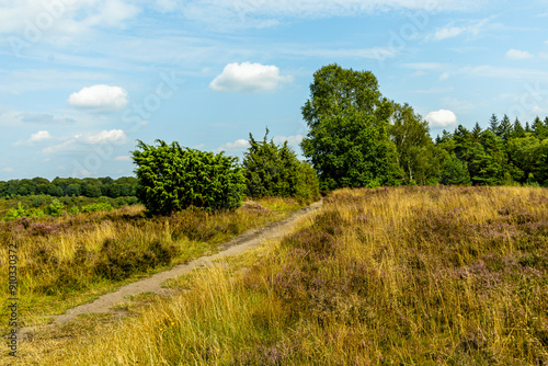 Ein herrliche Wanderung durch die einzigartige und farbenfrohe Landschaft der Behringer Heide - Bispingen - Niedersachsen - Deutschland photo