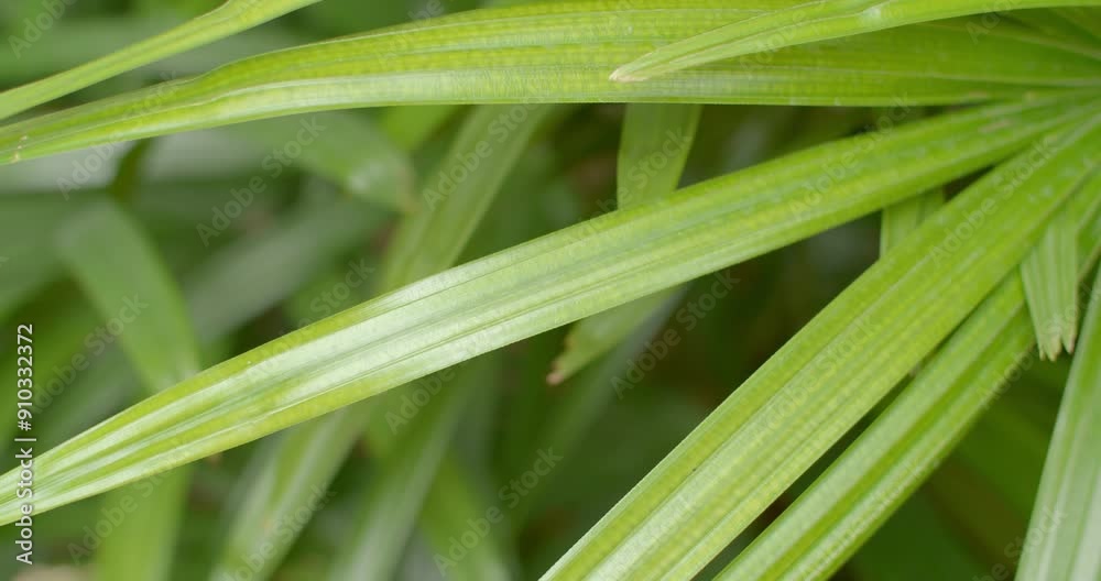 Slender green leaves.Green leaves reflect light Slender green leaves.Green leaves reflect light