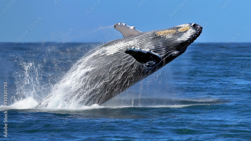 Fototapeta premium Humpback Whale Breaching in Blue Ocean.
