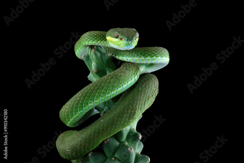 Green viper snake isolated on black, trimeresurus albolabris photo