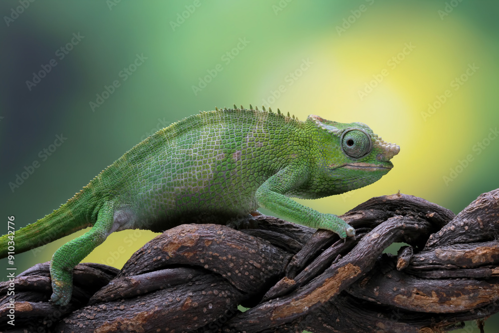 Fototapeta premium female fischer chameleon wallking on wood