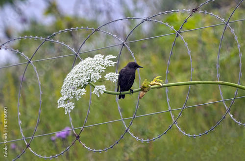 Starling sitting on plant beside barbed wire fence