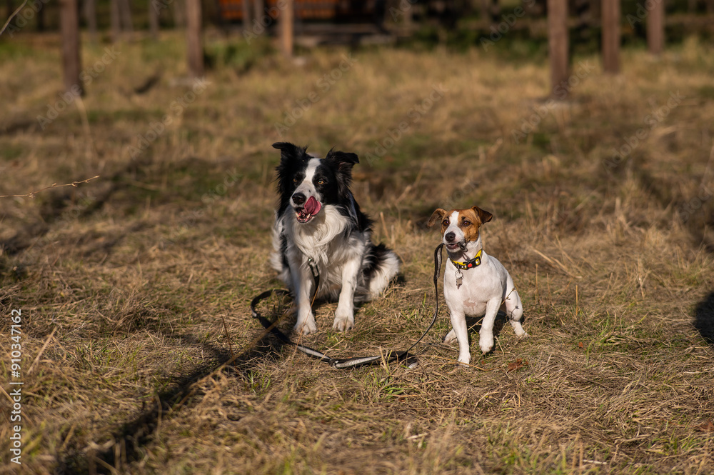 Dog jack russell terrier and border collie lie on yellow autumn grass. Dog jack russell terrier and border collie lie on yellow autumn grass.