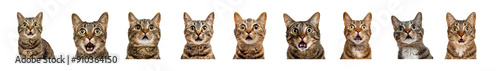 Cats with Surprised Expressions on Transparent Background