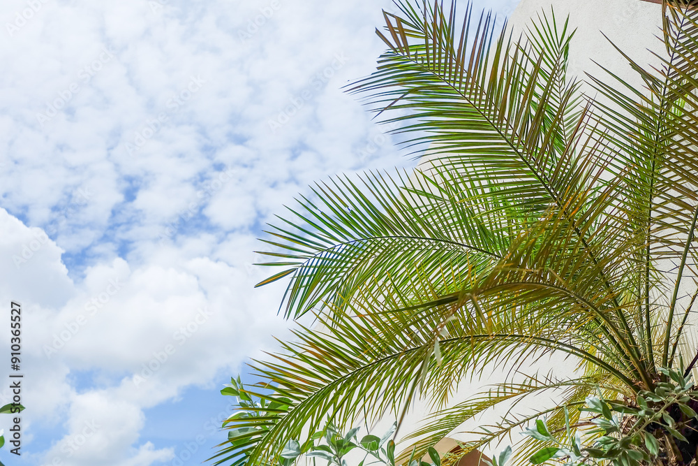 Naklejka premium Palm Tree branch with leaves in front of blue sunny sky, tree with green branches against cloudless blue sky in sunshine, summer vacation concept.