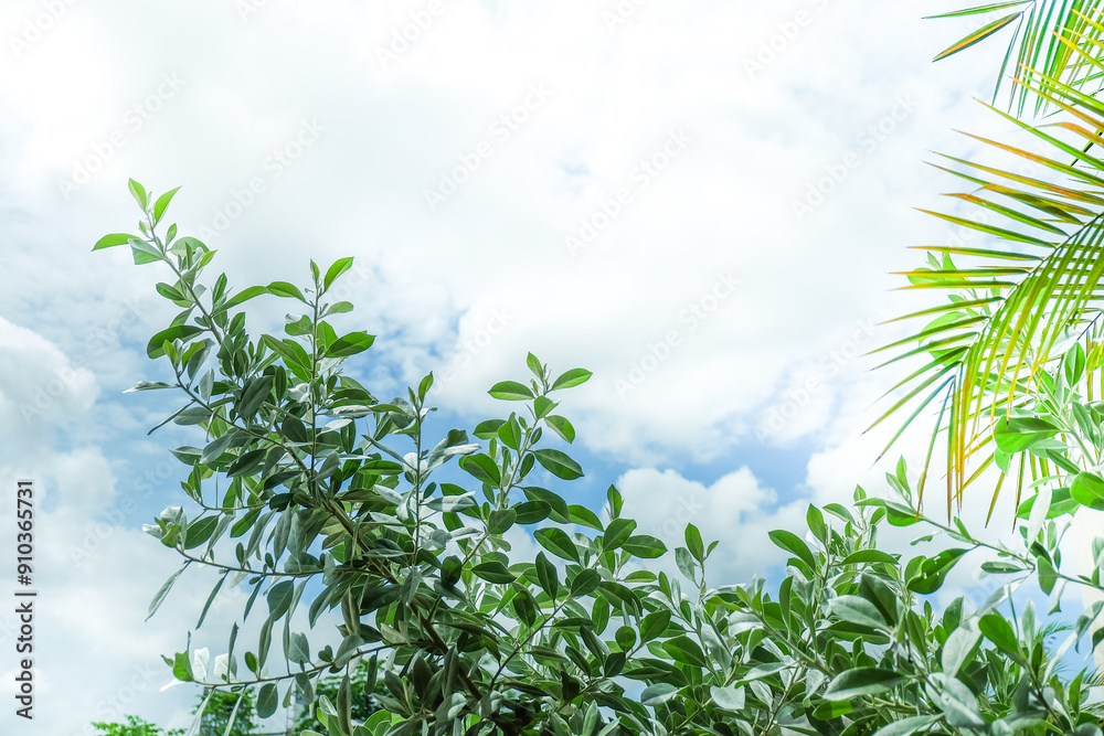 Palm Tree branch with leaves in front of blue sunny sky, tree with green branches against cloudless blue sky in sunshine, summer vacation concept. Palm Tree branch with leaves in front of blue sunny sky, tree with green branches against cloudless blue sky in sunshine, summer vacation concept.