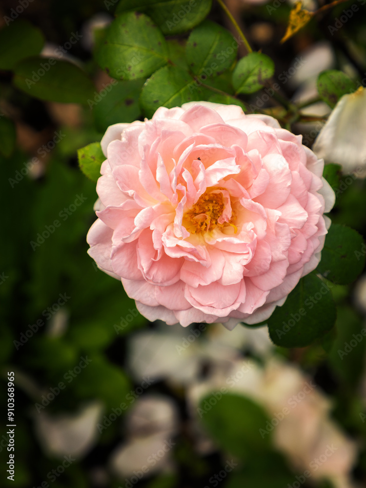 Fototapeta premium Pink rose in garden
