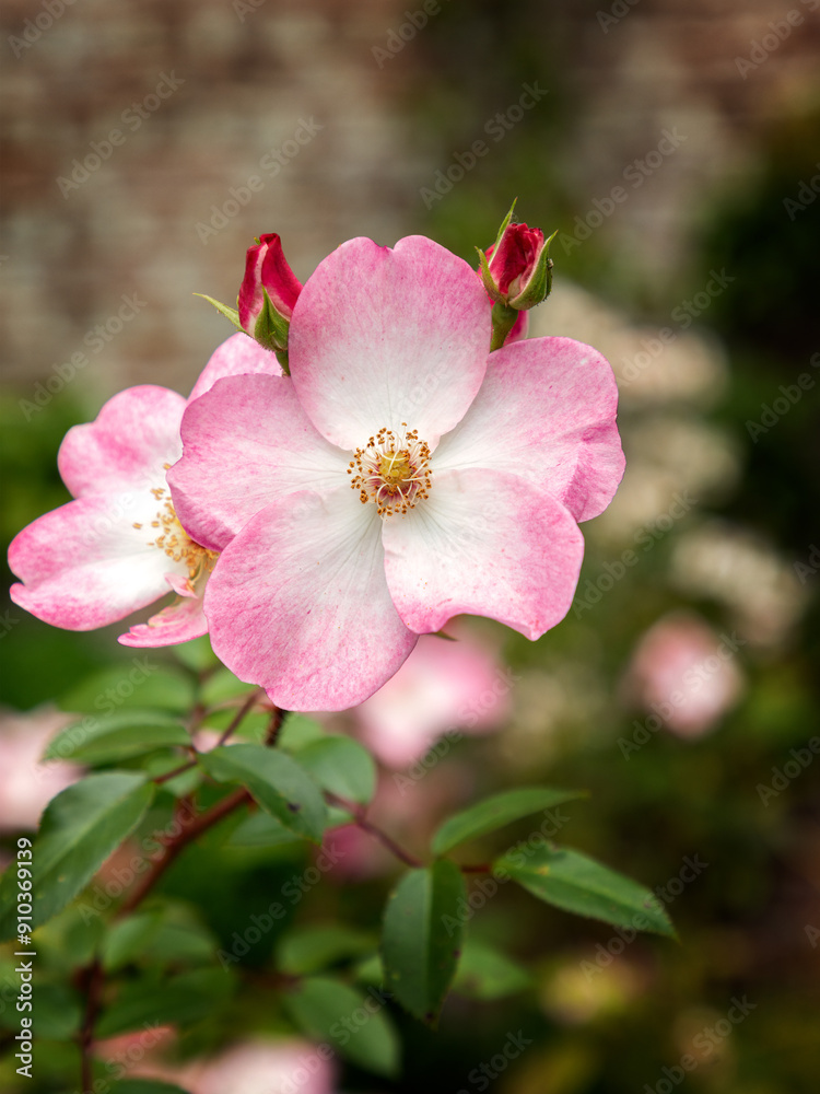 Pink and white rose in the garden Pink and white rose in the garden