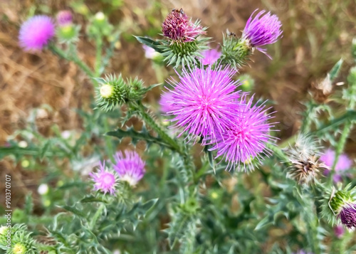 purple flowers of welted thistle (Carduus acanthoides) grow on the lawn photo