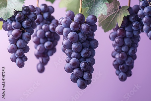 Wallpaper Mural Falling Grapes Against a Soft Lavender Backdrop Torontodigital.ca