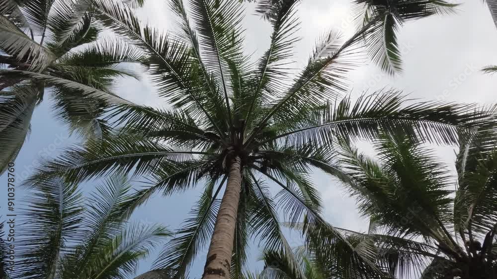 Tops of coconut palm tree on high trunks on background of sky with clouds, bottom view. Tops of coconut palm tree on high trunks on background of sky with clouds, bottom view.