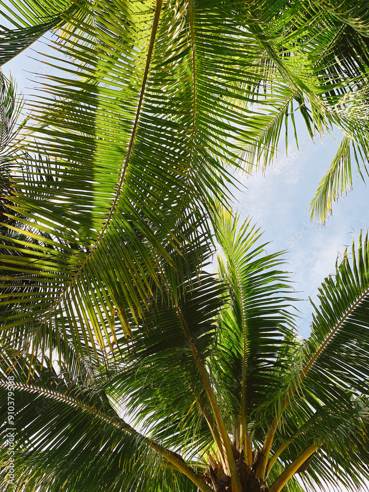 palm tree leaves canopy looking up to blue sky palm tree leaves canopy looking up to blue sky