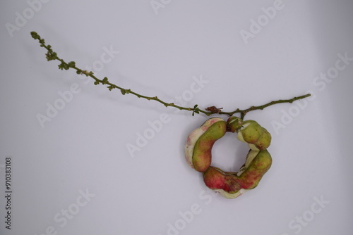 Vainas comestibles de guamúchil Pithecellobium dulce