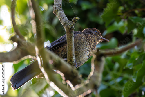 Photography Juvenile Blackbird (Turdus merula) - Commonly found in gardens and wooded areas