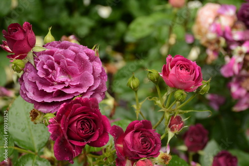 Bush of varietal dark pink roses with a purple tint in the garden photo