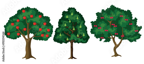 Set of beautiful fruit trees in cartoon style. Vector illustration of different trees with lush green crowns and brown trunks, branches: apple, pear, cherry isolated on white background. Summer time.