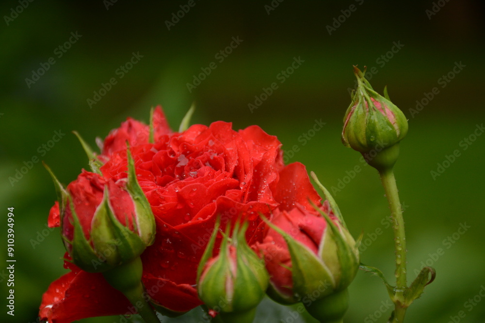 Large red rose flower surrounded by small buds Large red rose flower surrounded by small buds