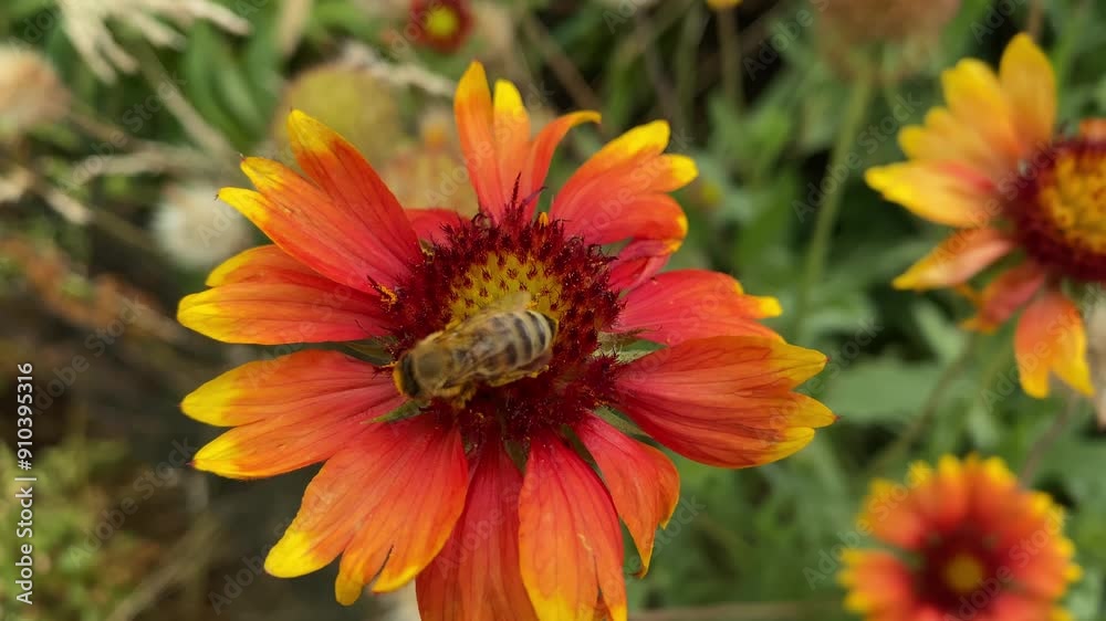 bee on a gaillardia flower close-up, macro shot. Bee on a summer flower in slow motion bee on a gaillardia flower close-up, macro shot. Bee on a summer flower in slow motion