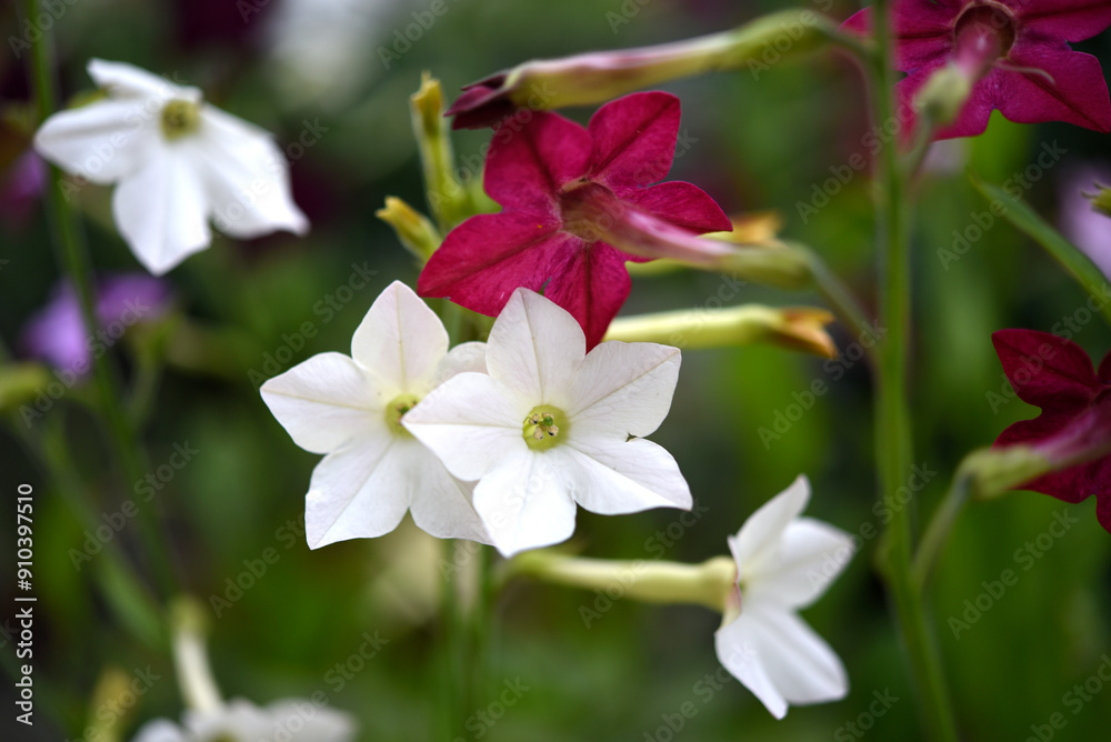 Colorful flowers of fragrant tobacco in the summer garden. Nicotiana alata. Decorative tobacco flowers. Colorful flowers of fragrant tobacco in the summer garden. Nicotiana alata. Decorative tobacco flowers.