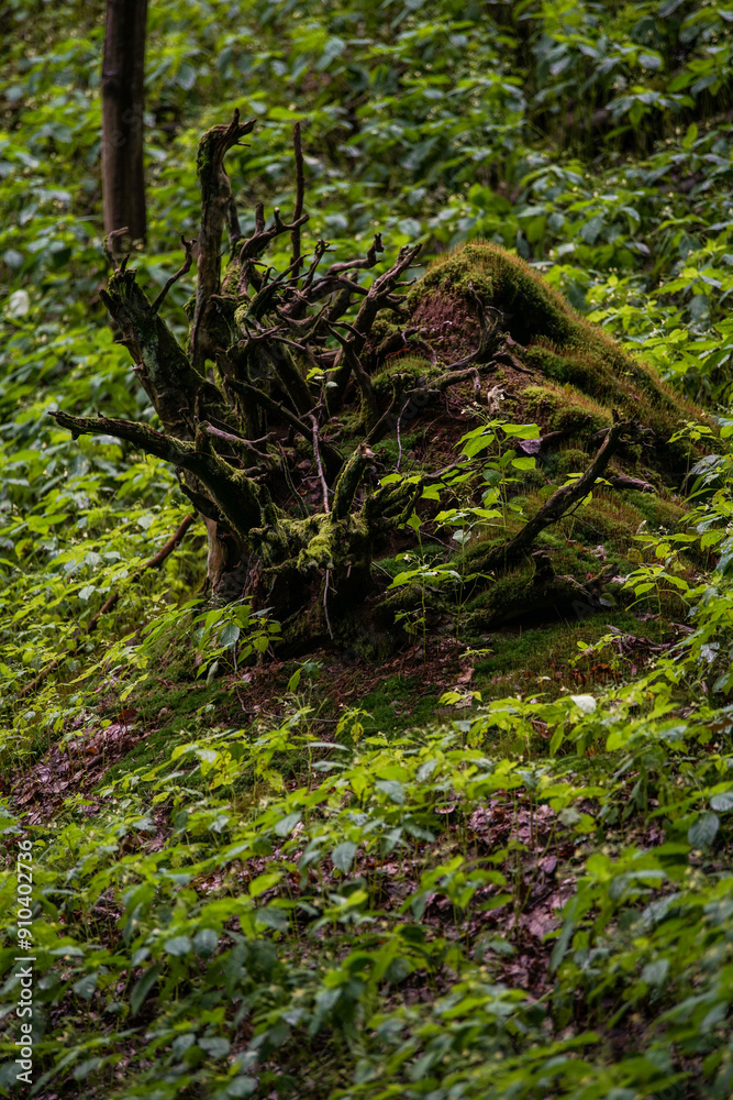 Obraz premium green moss on a tree