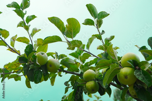 Close-up of green apples on apple tree branches against the background of light green pastel-colored sky photo